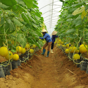 Kinh doanh n&ocirc;ng nghiệp l&agrave; g&igrave;? Xu hướng mới n&ecirc;n ph&aacute;t triển đ&uacute;ng kh&ocirc;ng?